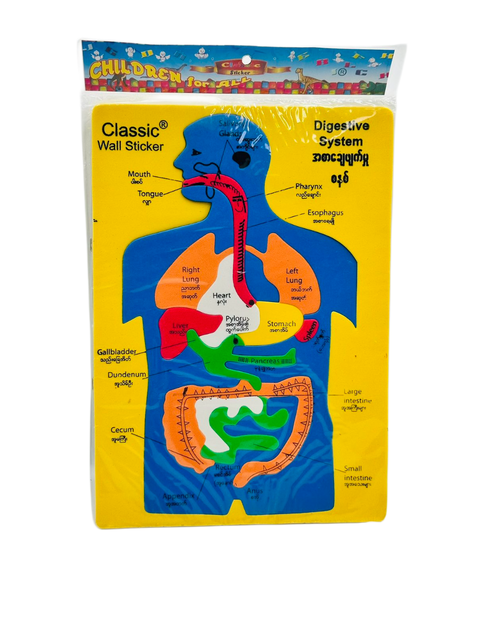 Digestive System Wall Sticker